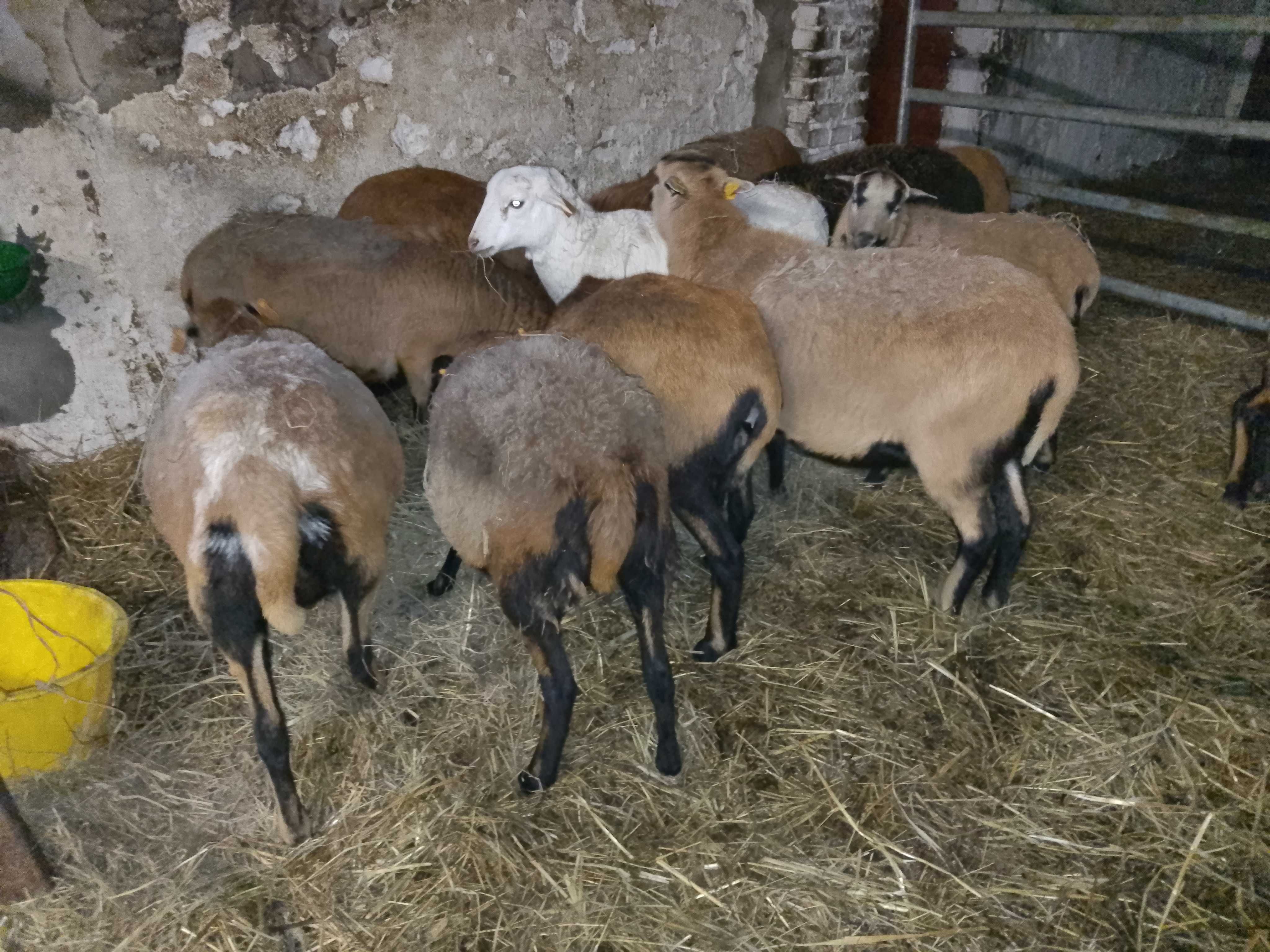 Owce kotne, wykocone, z młodymi, baranki, tryki, jarki