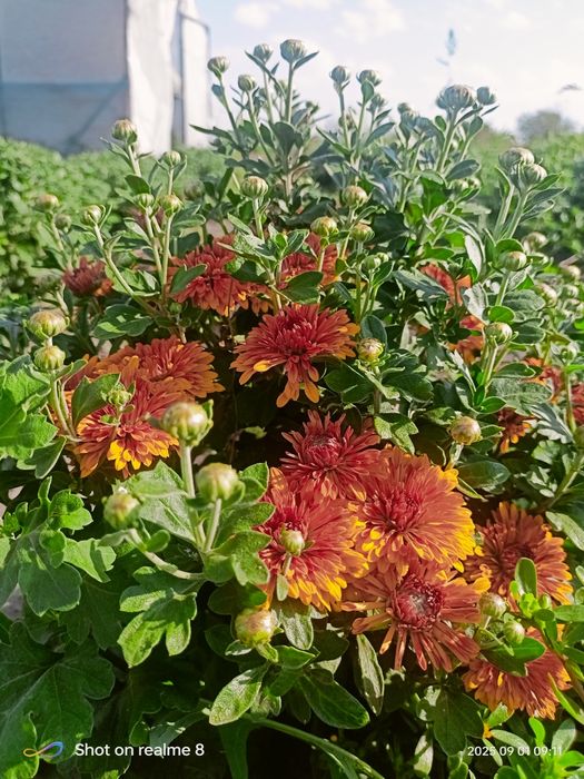 Хризантема мультифлора, корейська кущова. Багаторічні Квіти