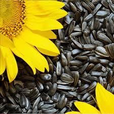 Насіння олійного соняха
