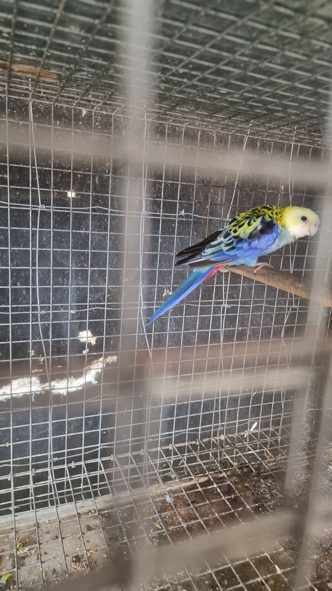 Vendo rosela macho