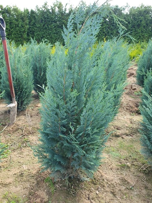 Tuje cyprysik jałowce bonsai spirale
