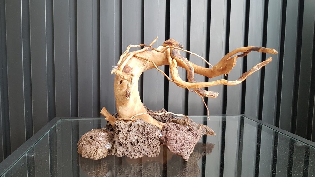 Aranżacja akwarium typu bonsai GRATIS BUCEPHALANDRY