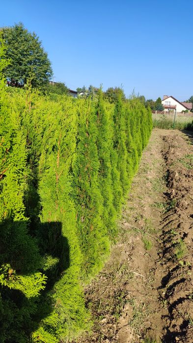 Thuje Szmaragd,Kórnik-blisko Śląsk,Małopolska.gęste,trans,opcja