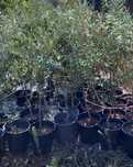 Oliveiras galegas