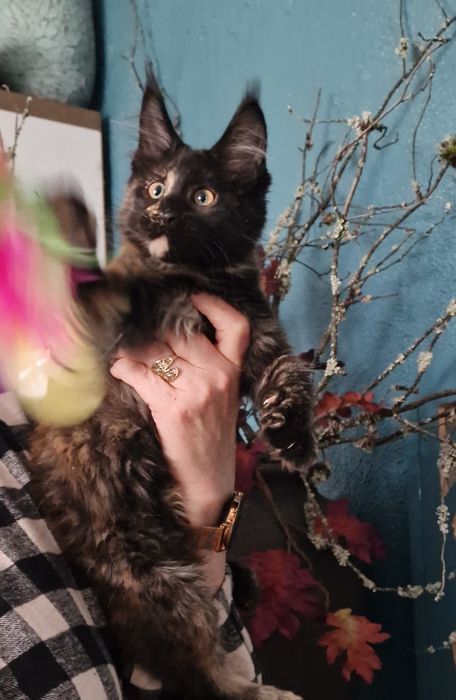 Maine Coon kocięta cudowna kotka
