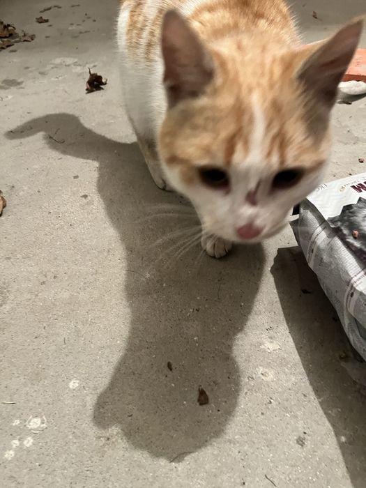 Znaleziono kota rudo bialy