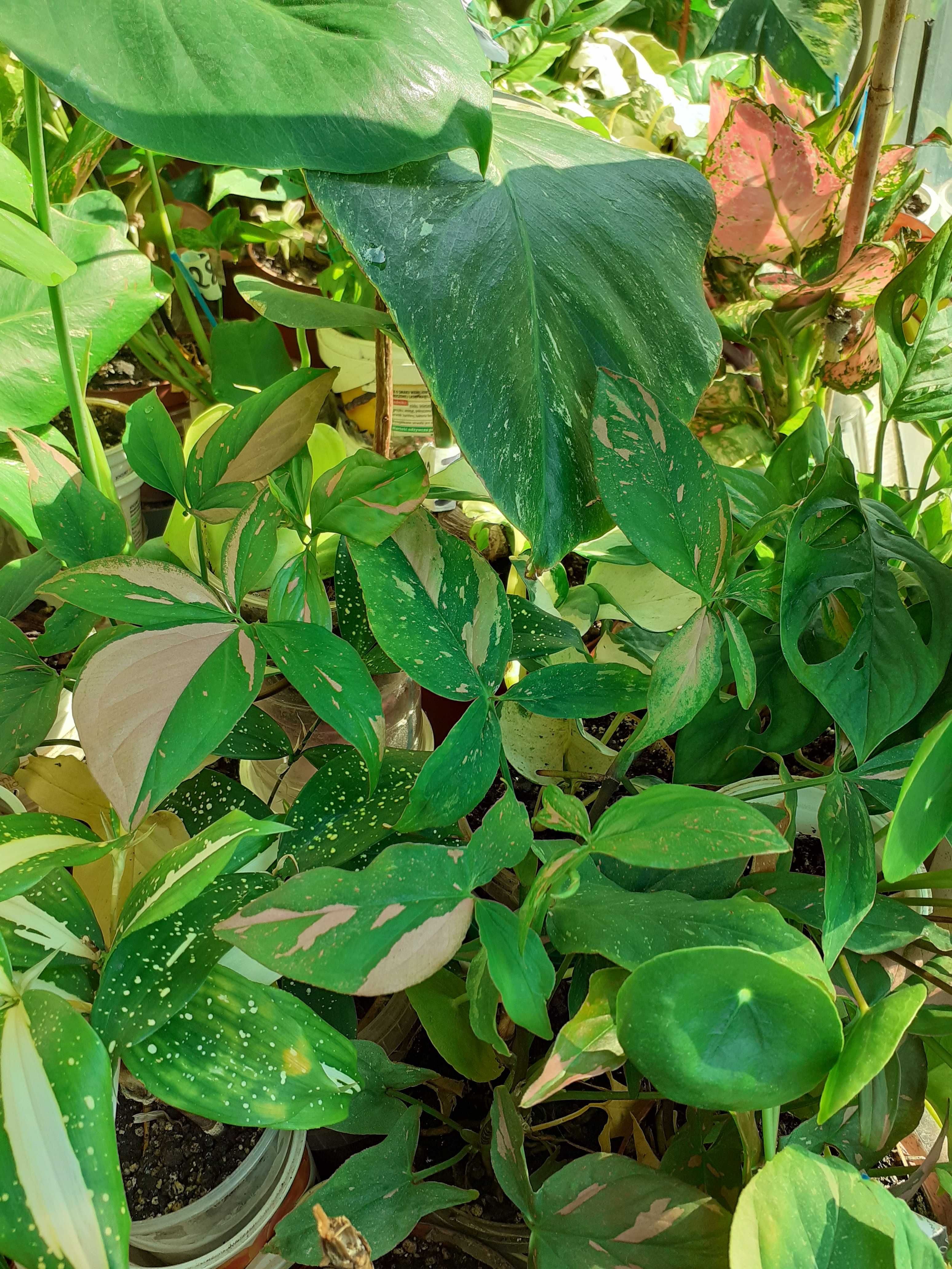 Rośliny doniczkowe -  BIAŁA Monstera VARIEGATA