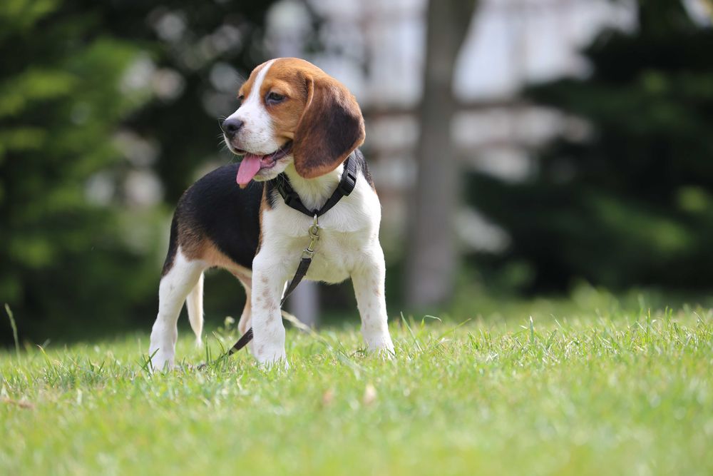 Beagle szczeniak