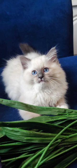Ragdoll Kot Legalna hodowla opcja hodowlana i na kolanka Rodowód FIFE