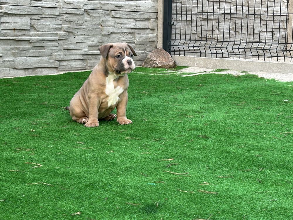 Szczeniak american bully suczka abkc