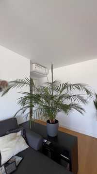 Dypsis lutescens palmeira plant / planta