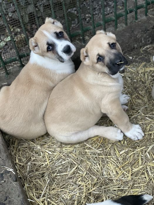 Цуценята алабая.