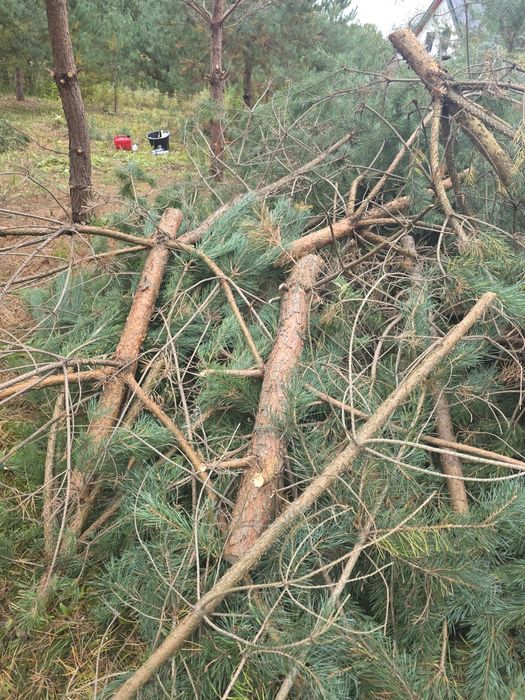 Oddam Drewno na opał