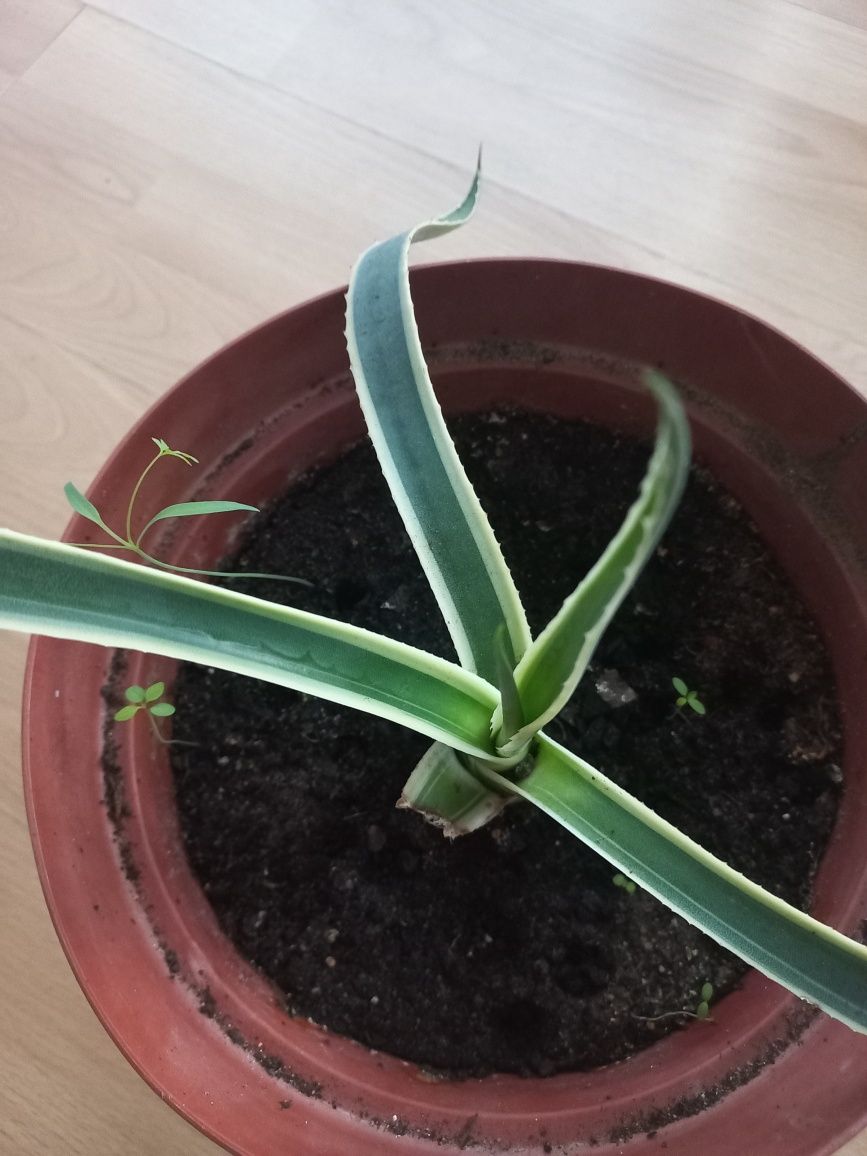 Agave americano Marginata