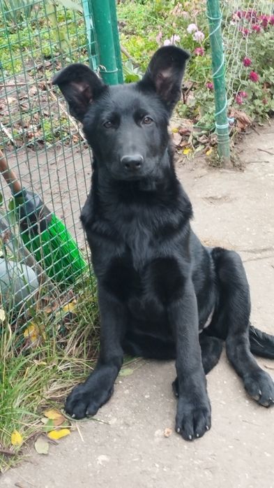 Щенки чёрной немецкой овчарки
