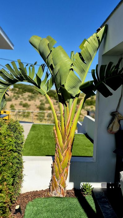 Estrelicia Augusta / Gigante / Flor Branca