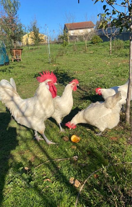 La Bresse Gauloise / Olive Egger - Ovos Galados