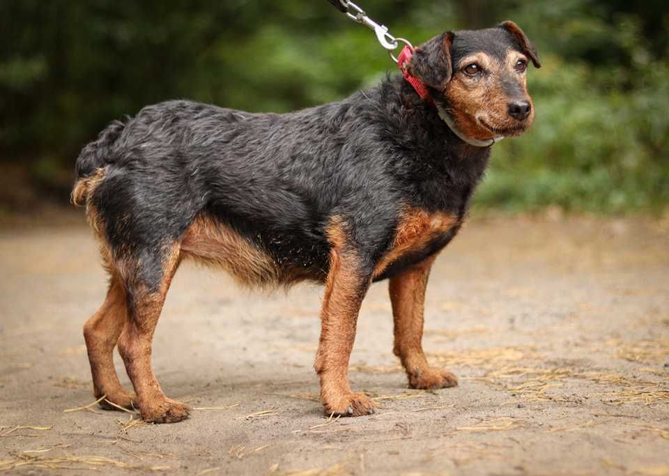 Sunia terier niemiecki do adopcji
