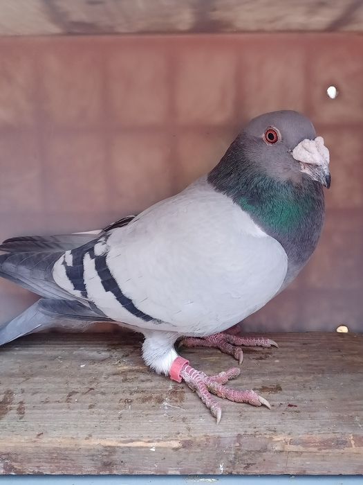 Gołąb Staropolski Samiec 25 r