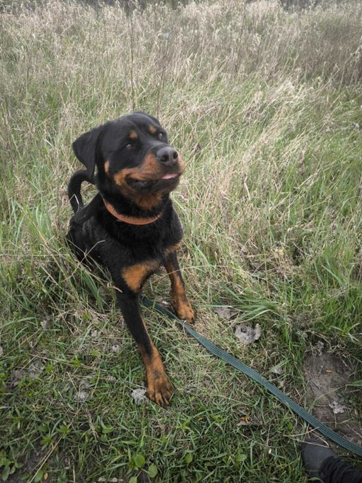 Hera- ok 2,5 letnia rottweilerka do adopcji