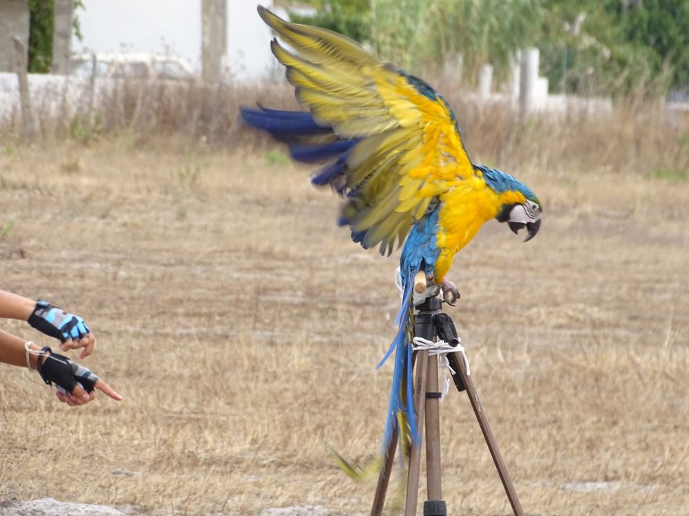 Treino aves para voo livre e amansamento