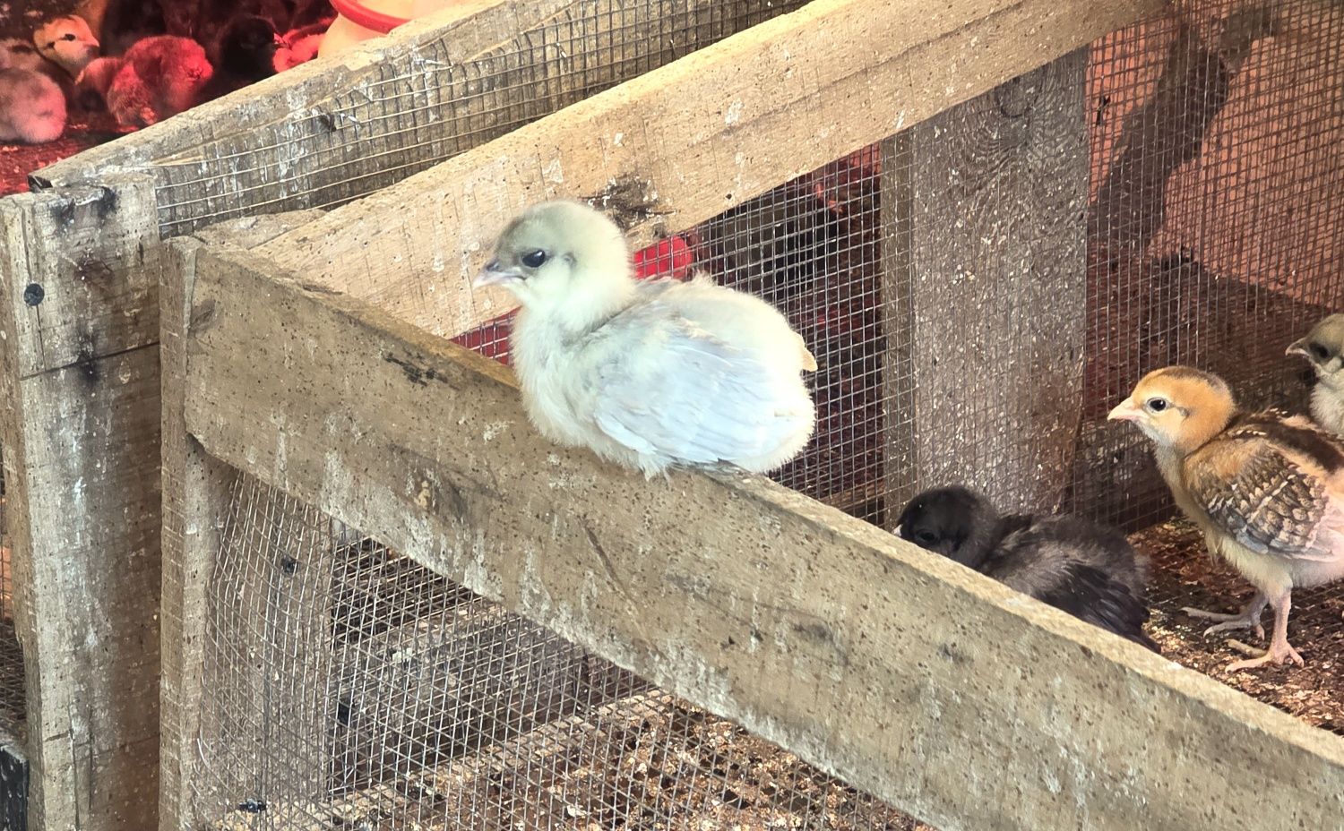 Kura kury aracuany naturalne ekologiczne pisklaki araucany