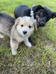 Ryszard - 8 tygodni - ala corgi