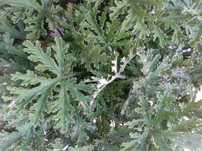 Citronela . repele insectos