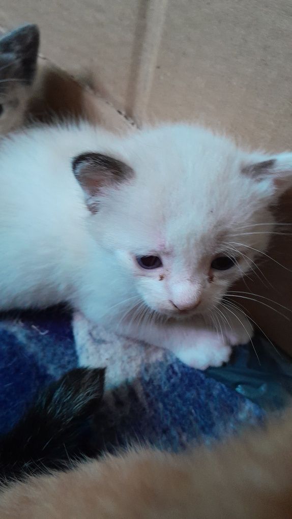 Gatinhas para adopção