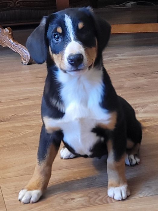 Entlebucher  Najmniejszy Pies Szwajcarski FCI