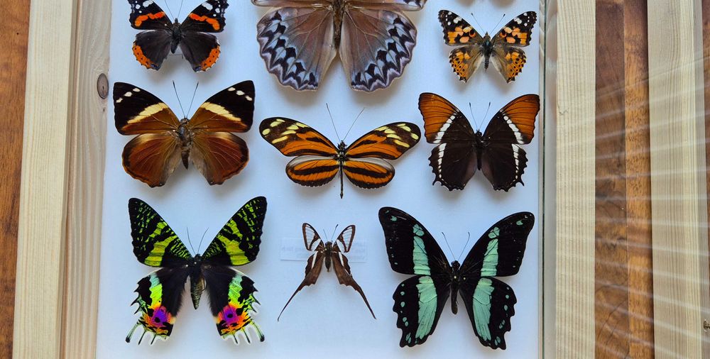 Gablotka motyle ćmy Stichophthalma Thaumantis Urania Papilio i inne