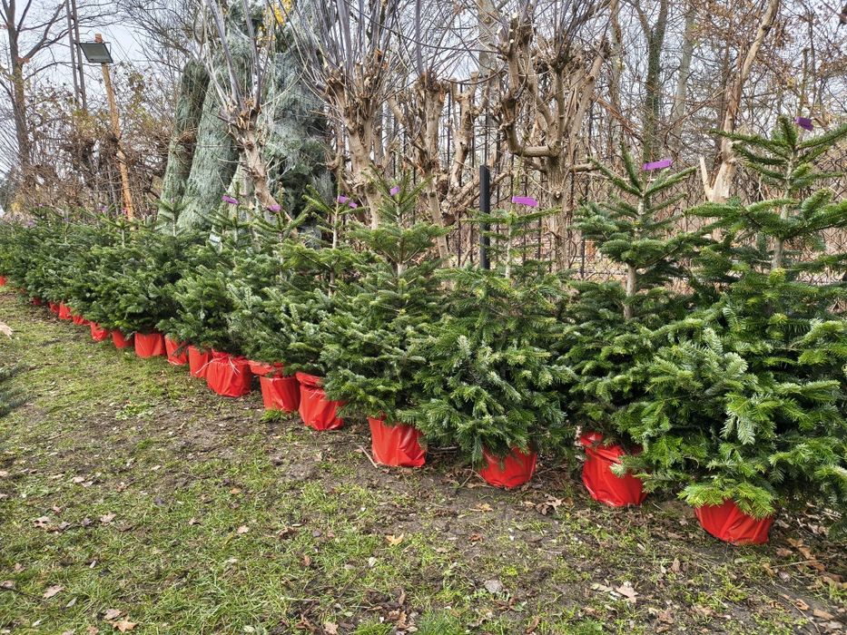 Choinki jodły w doniczce 150cm dostawa Puławska 416