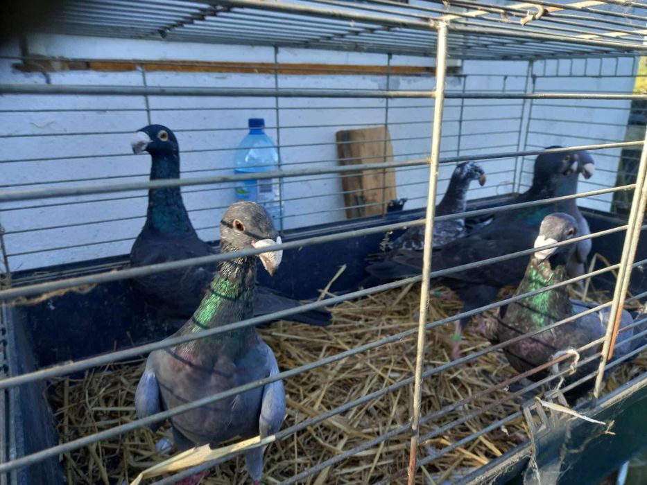 Gołębie niemieckie / niemiecki wystawowe