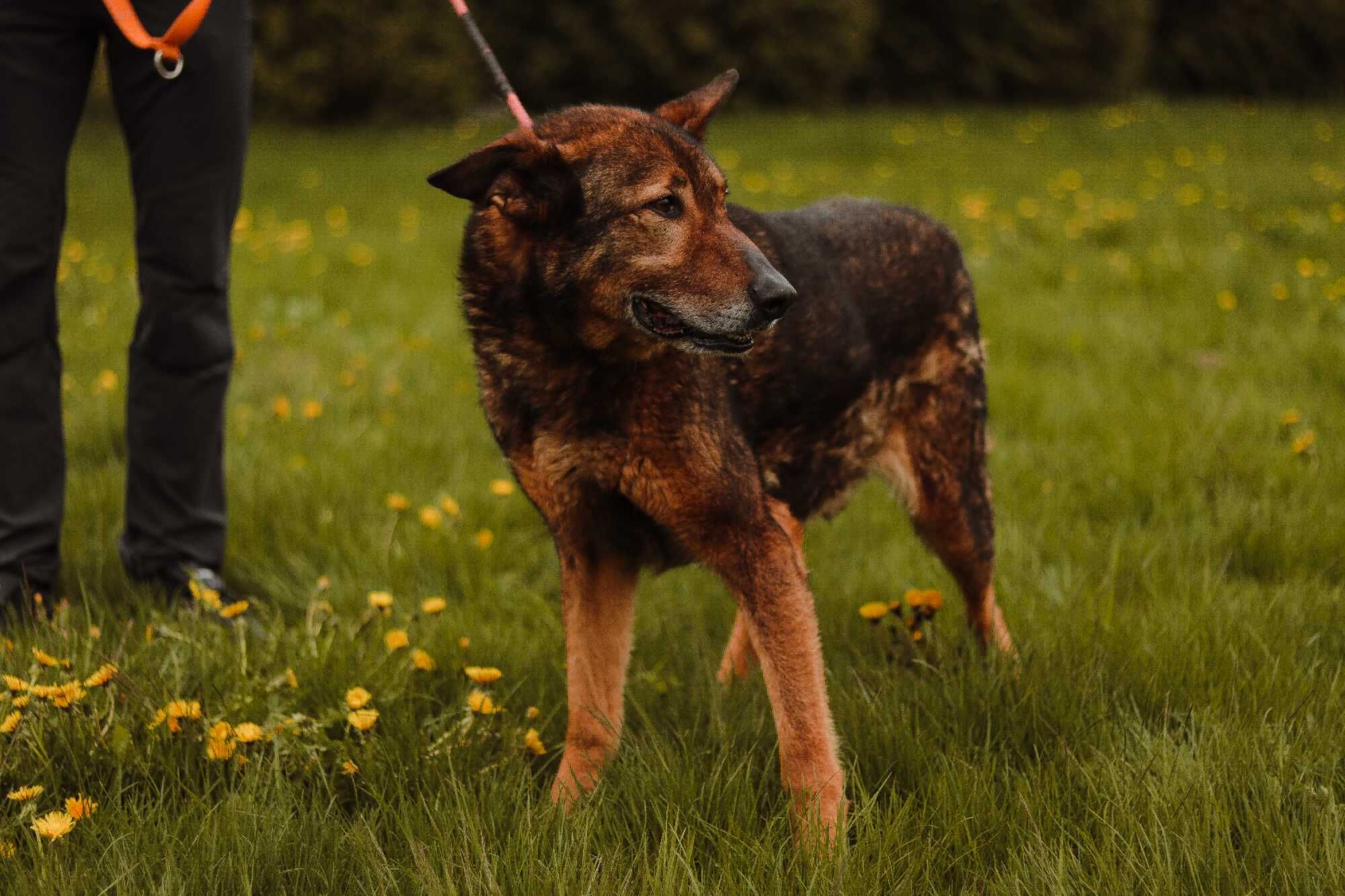 RIKO-adoptuj psa z Lubelskiego schroniska