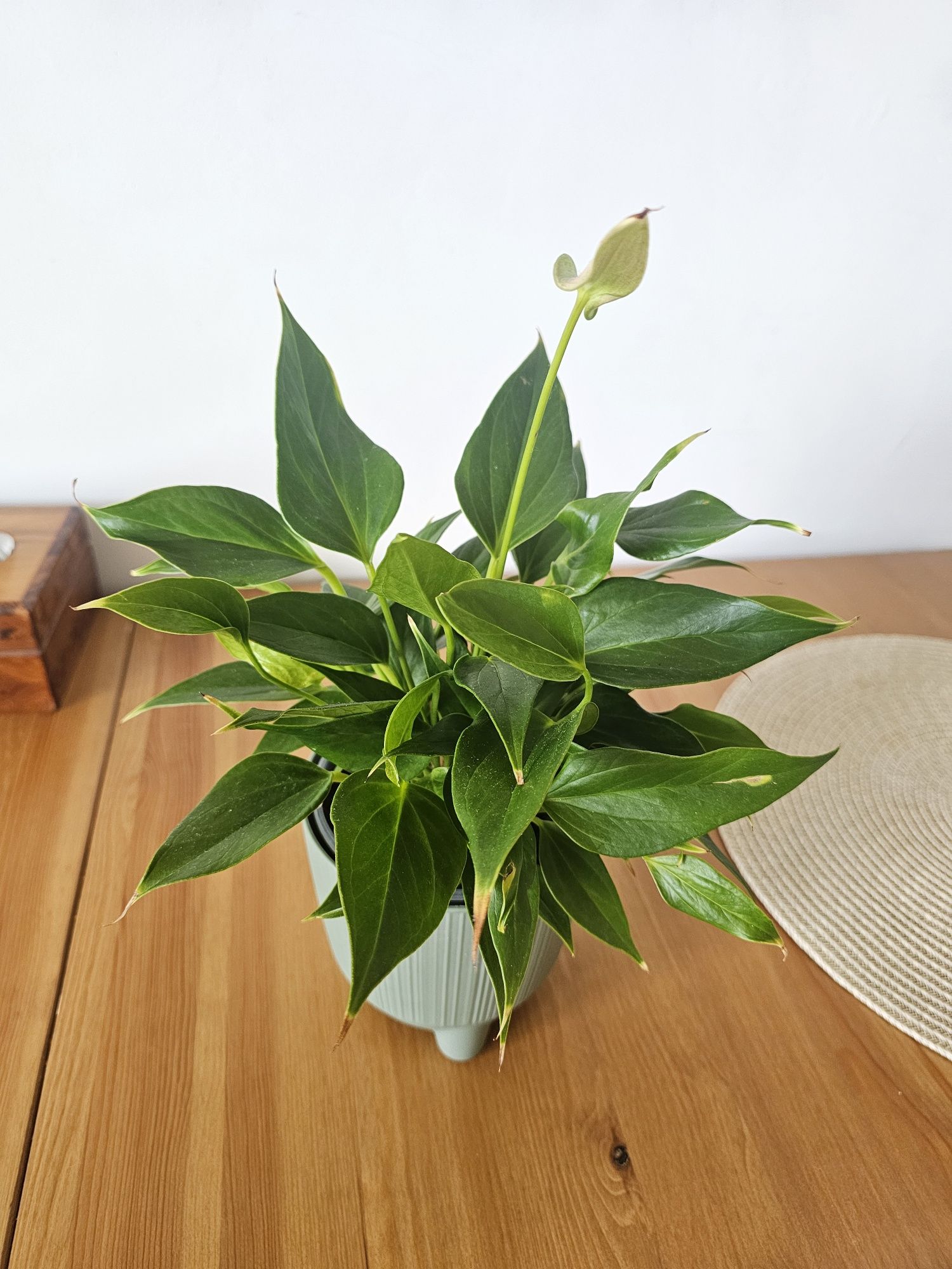 Anthurium lilli pink