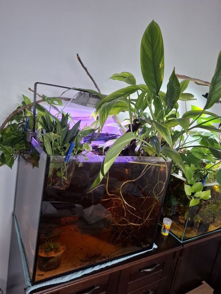 Zestaw akwarium, oświetlenie-lampa LED, korzeń z częścią nadwodną