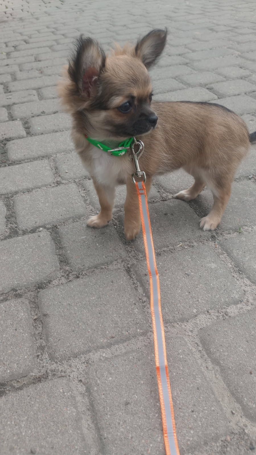 Przepiękna dziewczynka chihuahua