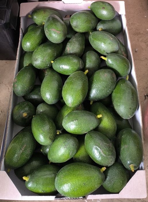 Abacates variedade Bacon