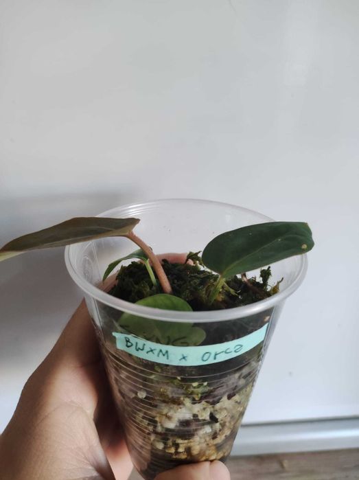 Anthurium Black Widow x Michelle X Orca