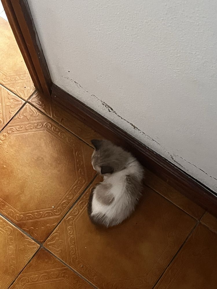 Gatinhos para adoçao