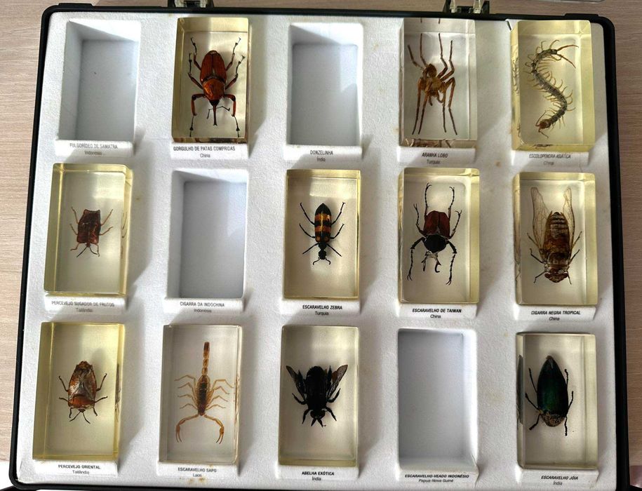 coleção bichos national geographic fasciculos animais vida selvagem