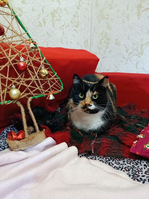 Віддам кицю в добрі руки