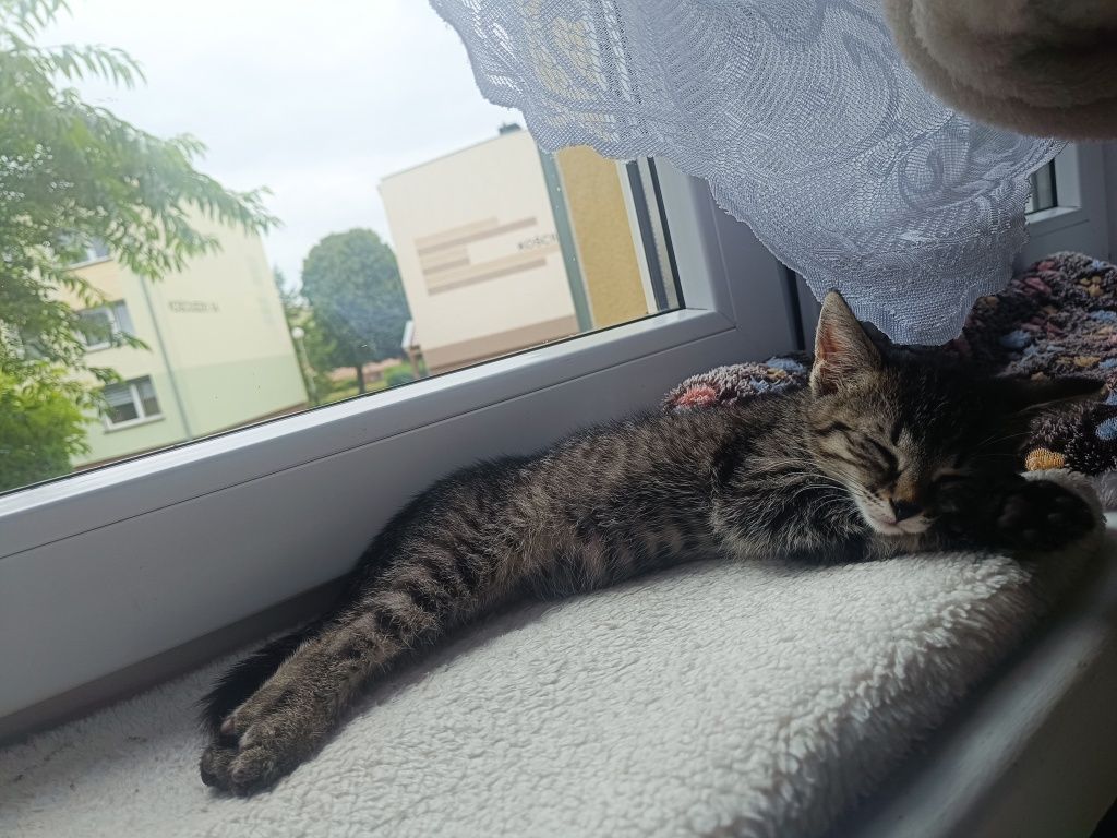 Tiffu i Zuri kotki do adopcji