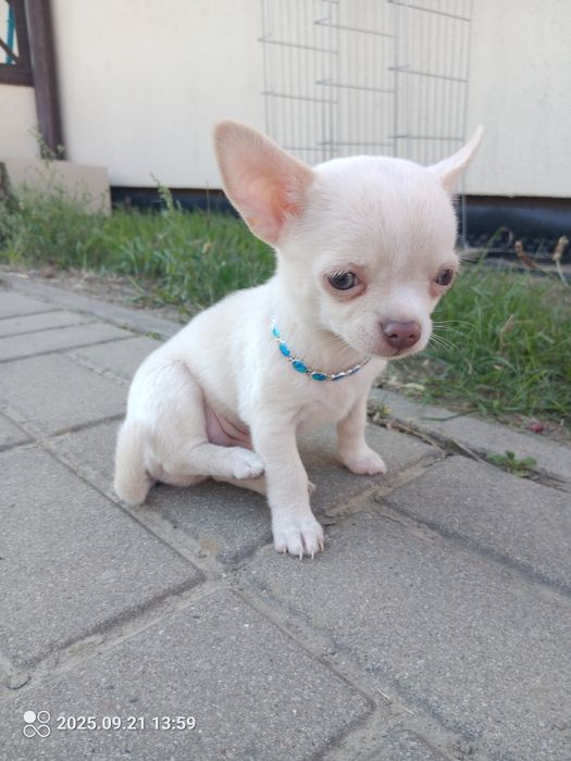 Chihuahua suczka