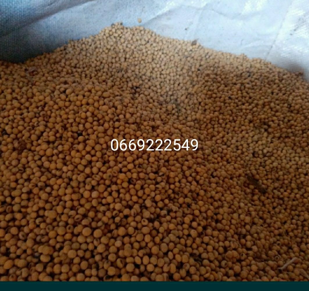 Продам сою урожай 2024