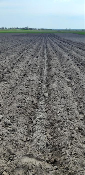 Продам 4-рядну саджалку  для картоплі в нормальному стані