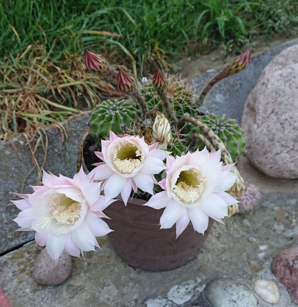 Kaktus kwitnący duże kwiaty kolekcja