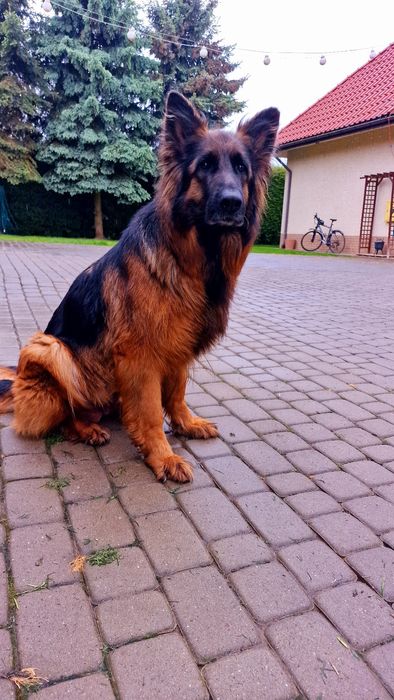 Szczeniak Owczarka Niemieckiego Długowłosego