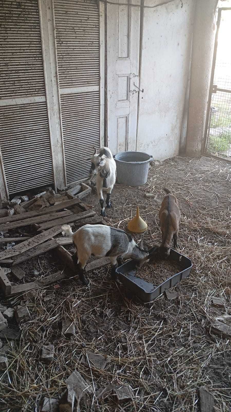 Vendo cabras anãs