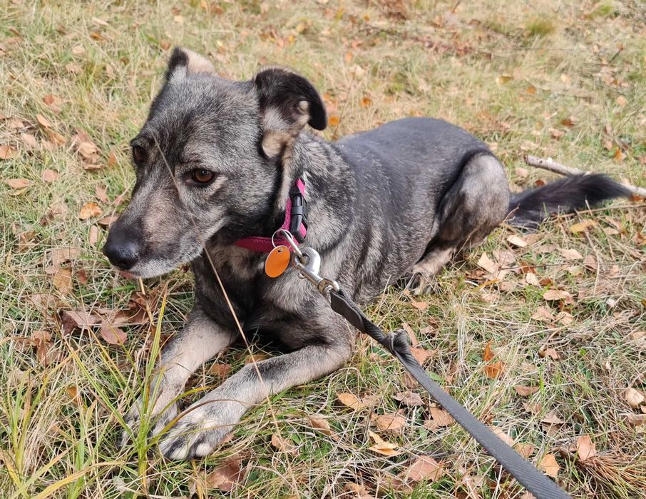 Daisy potrzebuje domu, aby mogła wreszcie normalnie żyć.